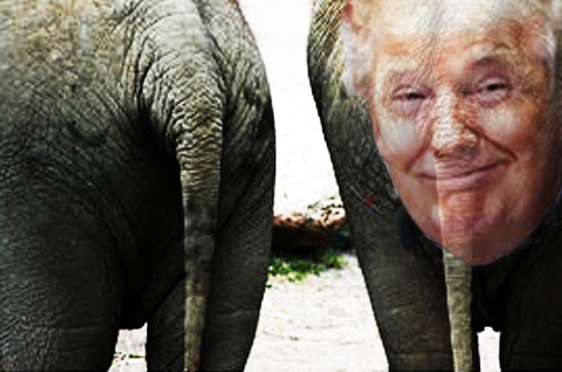 "The Donaldt: